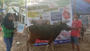 SAPI QURBAN 2019 No Sapi : 38