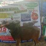 SAPI QURBAN 2019 No Sapi : 39