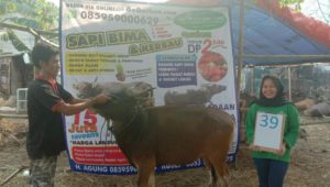 SAPI QURBAN 2019 No Sapi : 39