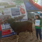 SAPI QURBAN 2019 No Sapi : 40