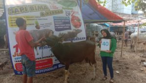 SAPI QURBAN 2019 No Sapi : 40