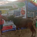 SAPI QURBAN 2019 No Sapi : 41