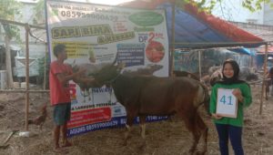 SAPI QURBAN 2019 No Sapi : 41