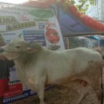 SAPI QURBAN 2019 No Sapi : 45