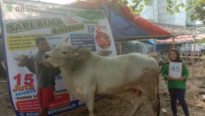 SAPI QURBAN 2019 No Sapi : 45