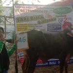 SAPI QURBAN 2019 No Sapi : 46