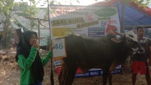 SAPI QURBAN 2019 No Sapi : 46