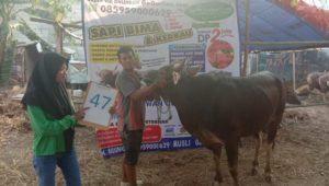 SAPI QURBAN 2019 No Sapi : 47