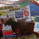 SAPI QURBAN 2019 No Sapi : 5