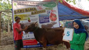 SAPI QURBAN 2019 No Sapi : 5