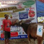 SAPI QURBAN 2019 No Sapi : 6