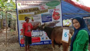 SAPI QURBAN 2019 No Sapi : 6