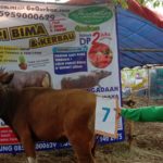 SAPI QURBAN 2019 No Sapi : 7