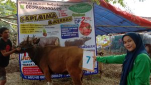 SAPI QURBAN 2019 No Sapi : 7