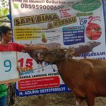 SAPI QURBAN 2019 No Sapi : 9