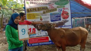 SAPI QURBAN 2019 No Sapi : 9