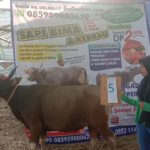 SAPI QURBAN 2019 No Sapi : 05