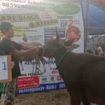 SAPI QURBAN 2019 No Sapi : 1