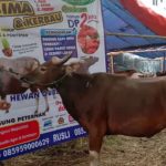 SAPI QURBAN 2019 No Sapi : 10