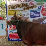 SAPI QURBAN 2019 No Sapi : 11