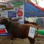 SAPI QURBAN 2019 No Sapi : 12