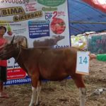 SAPI QURBAN 2019 No Sapi : 14