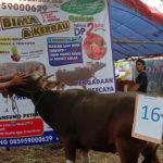 SAPI QURBAN 2019 No Sapi : 16