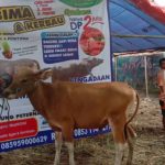 SAPI QURBAN 2019 No Sapi : 17