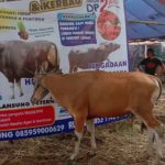 SAPI QURBAN 2019 No Sapi : 18