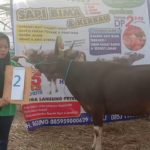 SAPI QURBAN 2019 No Sapi : 2