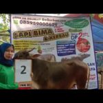 SAPI QURBAN 2019 No Sapi : 2