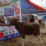 SAPI QURBAN 2019 No Sapi : 20