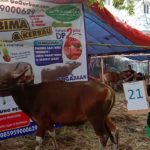 SAPI QURBAN 2019 No Sapi : 21