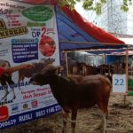 SAPI QURBAN 2019 No Sapi : 22