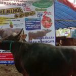 SAPI QURBAN 2019 No Sapi : 25