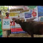 SAPI QURBAN 2019 No Sapi : 26