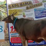 SAPI QURBAN 2019 No Sapi : 28