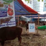 SAPI QURBAN 2019 No Sapi : 29