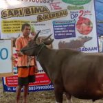 SAPI QURBAN 2019 No Sapi : 30