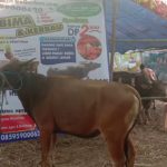 SAPI QURBAN 2019 No Sapi : 33