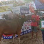 SAPI QURBAN 2019 No Sapi : 34