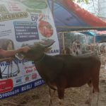 SAPI QURBAN 2019 No Sapi : 36