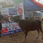 SAPI QURBAN 2019 No Sapi : 37