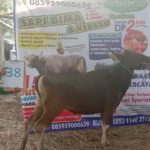 SAPI QURBAN 2019 No Sapi : 38