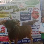 SAPI QURBAN 2019 No Sapi : 39