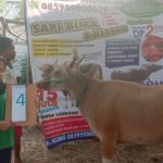 SAPI QURBAN 2019 No Sapi : 4