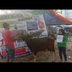 SAPI QURBAN 2019 No Sapi : 40