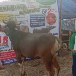 SAPI QURBAN 2019 No Sapi : 41