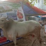 SAPI QURBAN 2019 No Sapi : 45