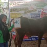 SAPI QURBAN 2019 No Sapi : 46